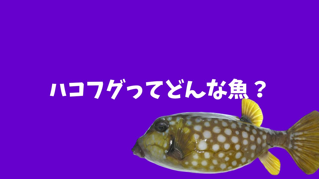 ハコフグは食べれるの？無毒と囁かれるハコフグの特徴、釣り方、食べ方 