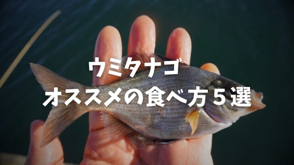 【簡単調理】ウミタナゴのおすすめの食べ方5選!ウミタナゴは美味しい?まずい?どんな味?調理法・レシピを徹底解説! – いそぎんぽ